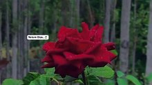VID-20RedRose