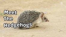Meet the Hedgehogs! | Hedgehog Fact Song For Kids