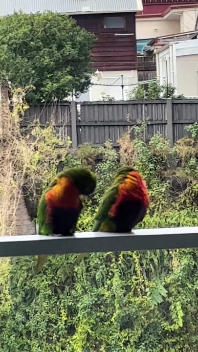 Parrot Love Birds
