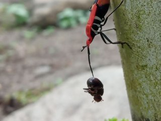 UNIK ! Serangga memakan serangga lainnya