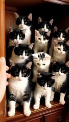 AI Cupboard Mystery 🤖🐈 | Strange Cat Appears!