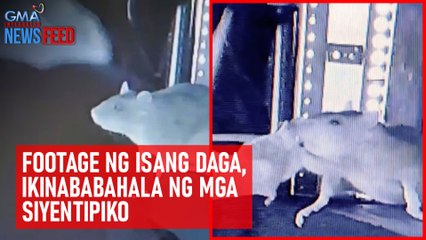 Footage ng isang daga, ikinababahala ng mga siyentipiko | GMA Integrated Newsfeed