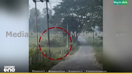 വയനാട് ബാവലിയിൽ കാട്ടാനയാക്രമണം: ഒരാൾക്ക് പരിക്ക്