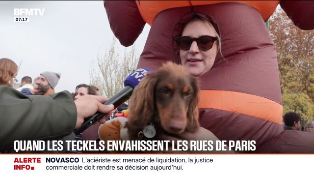 Pour la Paris Sausage Walk , jusqu'à 2.500 teckels ont défilé dans les rues de la capitale