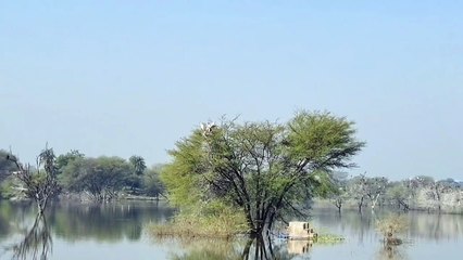 सात समंदर पार के विदेशी पावणों से गुलज़ार चावंडिया तालाब