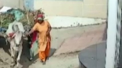 बैलगाड़ी-दीवार के बीच फंसकर महिला की मौत