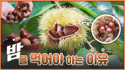 산이 주는 보물, 우리 임산물 숲푸드 – 17편 밤 / YTN