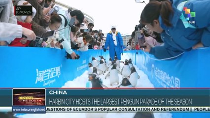 China: Harbin city hosts the largest penguin parade of the winter season