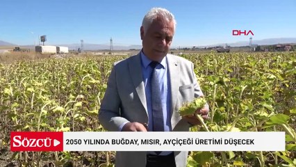 2050 yılında buğday, mısır, ayçiçeği üretimi düşecek