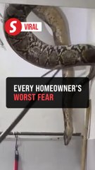 APM to the rescue: 60kg python crashes through bathroom ceiling