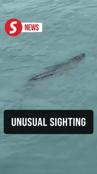 Ship workers stunned by crocodile near Kemaman vessels