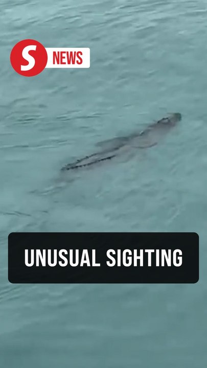 Ship workers stunned by crocodile near Kemaman vessels