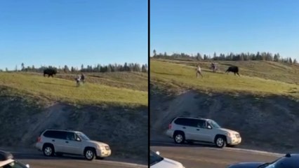 Un bisonte, a punto de embestir a dos visitantes del parque de Yellowstone