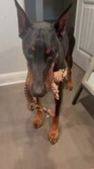 Doberman Drops Toy in Front of Owner Only To Snatch It Away Before He Grabs It