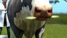 Why_Farmers_Paint_Eyes_On_Cow_Butts_😮(360p)