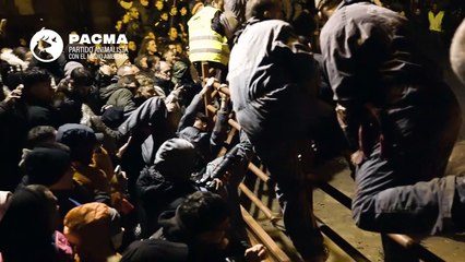 El vídeo del Toro Jubilo de Medinaceli en Soria