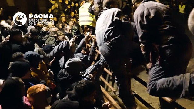 El vídeo del Toro Jubilo de Medinaceli en Soria