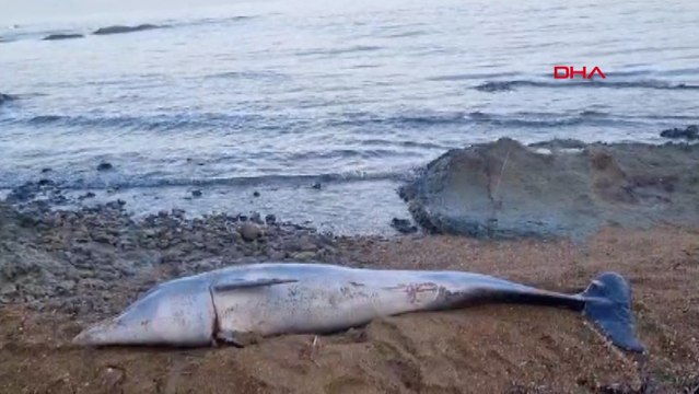 Çanakkale'de ölü yunus kıyıya vurdu