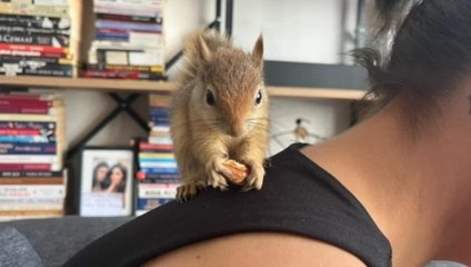 Epileptik nöbet geçiren sincap, tedavi için yurt dışına gönderilecek