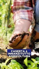 Grimaldi - In Terra di Lavoro tradizioni e comunità danno forma al futuro (17.11.25)