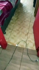 Tempestades danificam casas, estragam circo e deixam mais de 7 mil moradores sem luz em SC