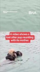 A rescued baby otter was reunited with its mother.