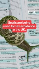 Snails are used being for tax evasion.