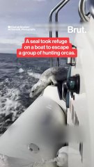 Seal jumps on a boat in order to escape from a pod of orcas.