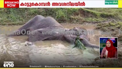 അതിരപ്പിള്ളിയിൽ കാലിനു മുറിവേറ്റ് ചികിത്സിച്ചു വിട്ട കാട്ടു കൊമ്പൻ ആവശനിലയിൽ
