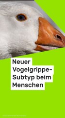No Glomex H5N5-Infektion in den USA: Neuer Vogelgrippe-Subtyp erstmals beim Menschen nachgewiesen