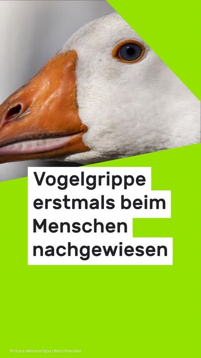No Glomex H5N5-Infektion in den USA: Neuer Vogelgrippe-Subtyp erstmals beim Menschen nachgewiesen