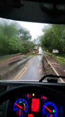 Árvore caída bloqueia parte da PR-323 próximo à ponte sobre o Rio dos Índios