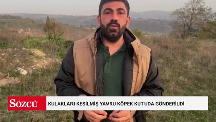 Kulakları kesilmiş yavru köpek kutuda gönderildi