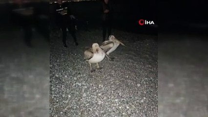 Dünyaca ünlü sahilde Pelikan görüldü