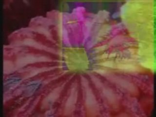 hOFFMAN VS FABLIBRE generation lsd 23