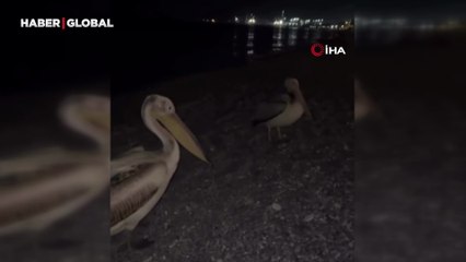 Antalya'nın dünyaca ünlü sahilinde pelikan sürprizi