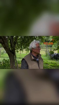 L'Agressivité Chez les Coqs et les Poules : Comprendre Leur Comportement