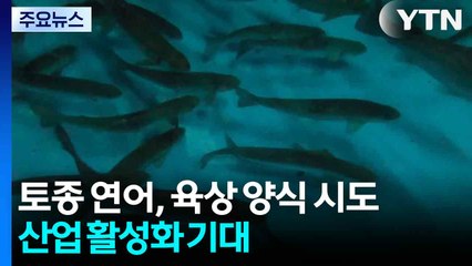 회귀율 1% 토종 연어, 육상 양식 시도...산업 활성화 기대 / YTN