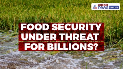 Food Security Under Threat for Billions? Severe Flooding Devastating Global Rice Yields