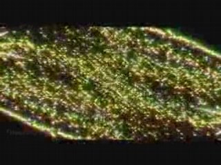 Genki Rockets(元気ロケッツ) Heavenly Star