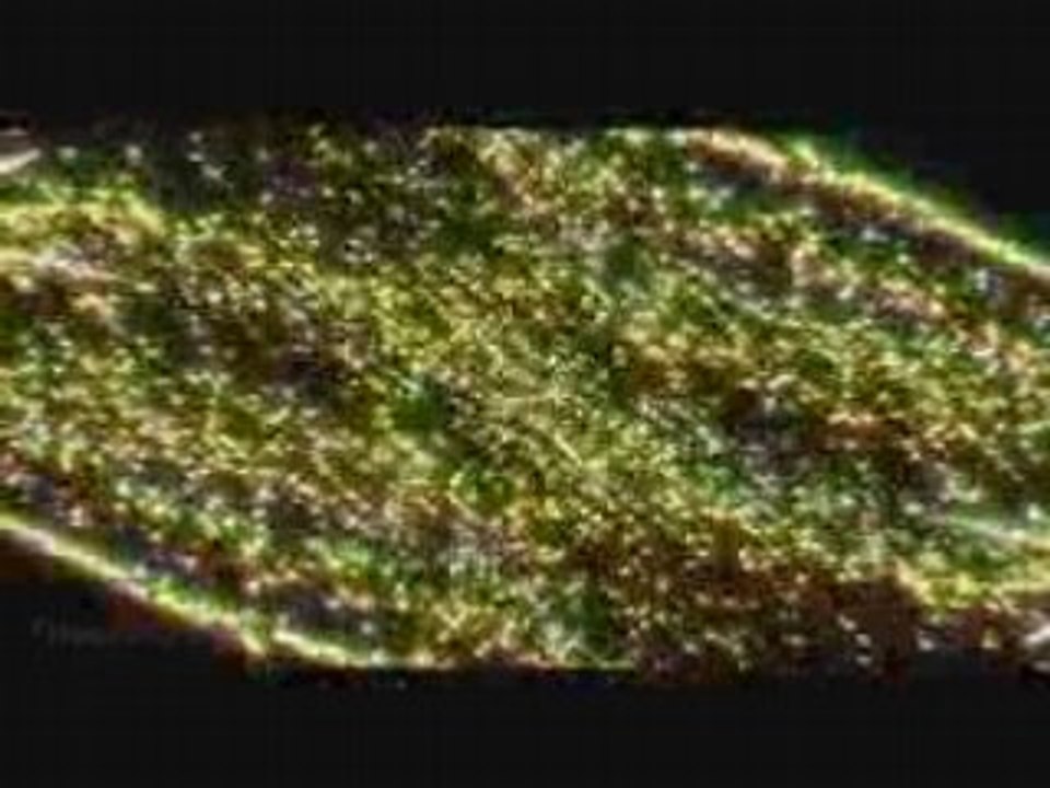 Genki Rockets(元気ロケッツ) Heavenly Star