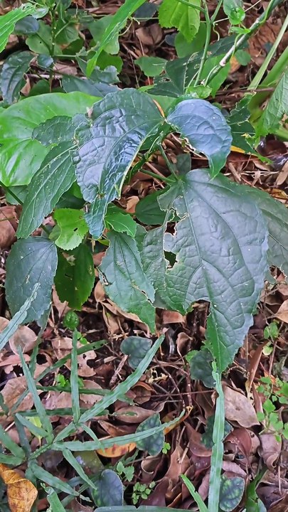 Insects running on leaves