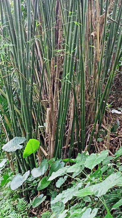 The sun on bamboo