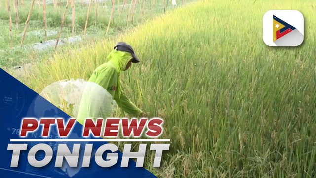 D.A. urges public to be ‘Riceponsible’ in celebration of National Rice Awareness Month
