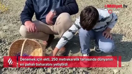 Dünyanın en pahalı baharatı! Harita mühendisi keşfetti