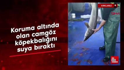 Kırklareli'de koruma altında olan camgöz köpekbalığını suya bıraktı