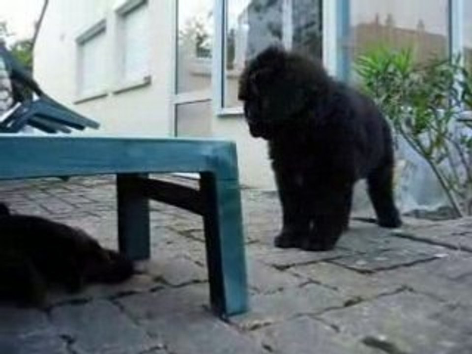 Darwin et Kawa : je t'aime, moi non plus !