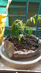 Plant pot jugaar: an aluminium foil bowl! Perfect for emergency planting.