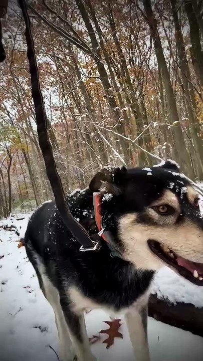 Lada on dog Walkies