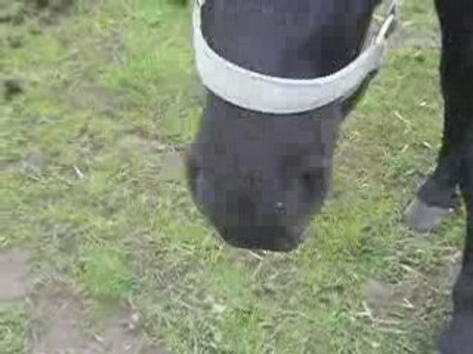 Sifflet